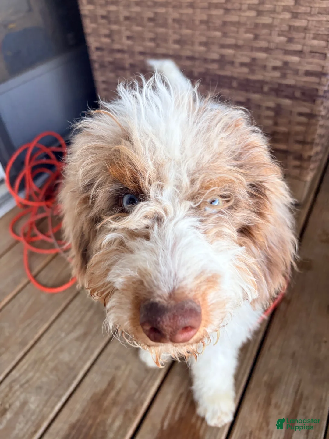 Mixed Breed dogs for sale: Micky - Ad 1