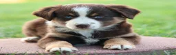 Miniature Australian Shepherd dogs for sale: Jewel - Ad 4