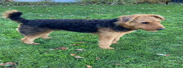 Taz the Tharpster