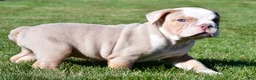 Beabull dogs for sale: Myles - Ad 3