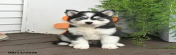 Gerberian Shepsky dogs for sale: Fritz - Ad 3