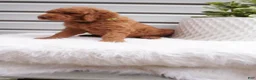 Goldendoodle dogs for sale: Zeg - Ad 6