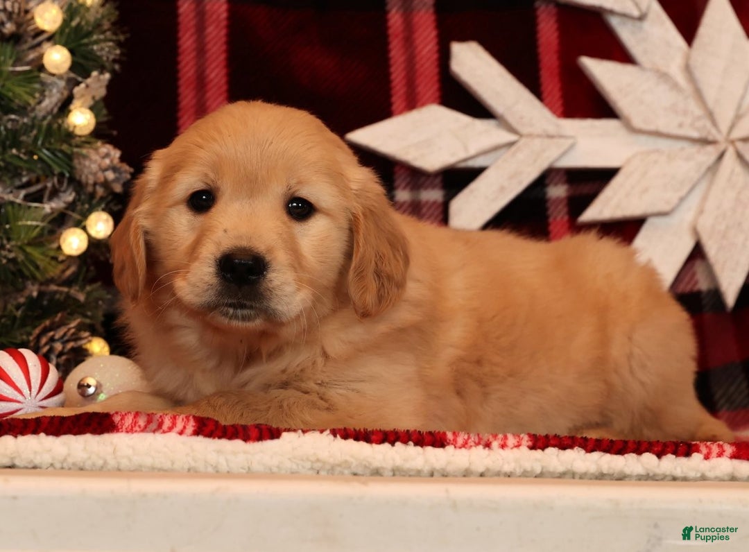 Golden Retriever dogs for sale: Crystal - Ad 2