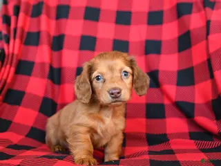 Miniature Dachshund dogs Posie - Ad 21