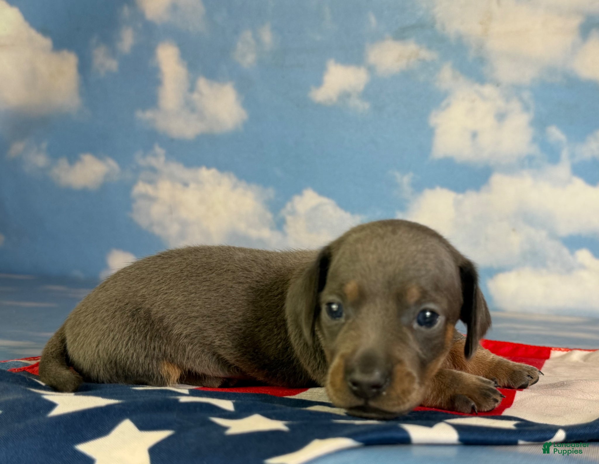 Miniature Dachshund dogs Akc Primrose SH blue and tan DNA OFA - Ad 2