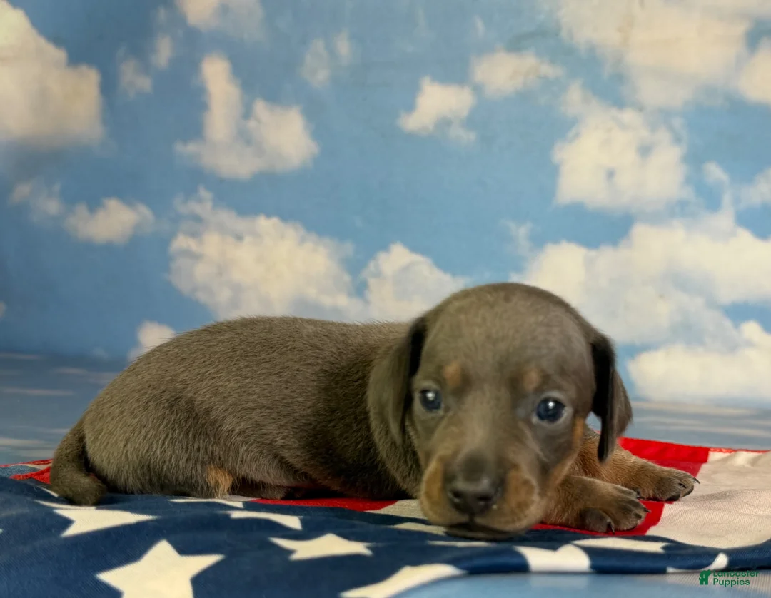 Miniature Dachshund dogs for sale: Akc Primrose SH blue and tan DNA OFA - Ad 2