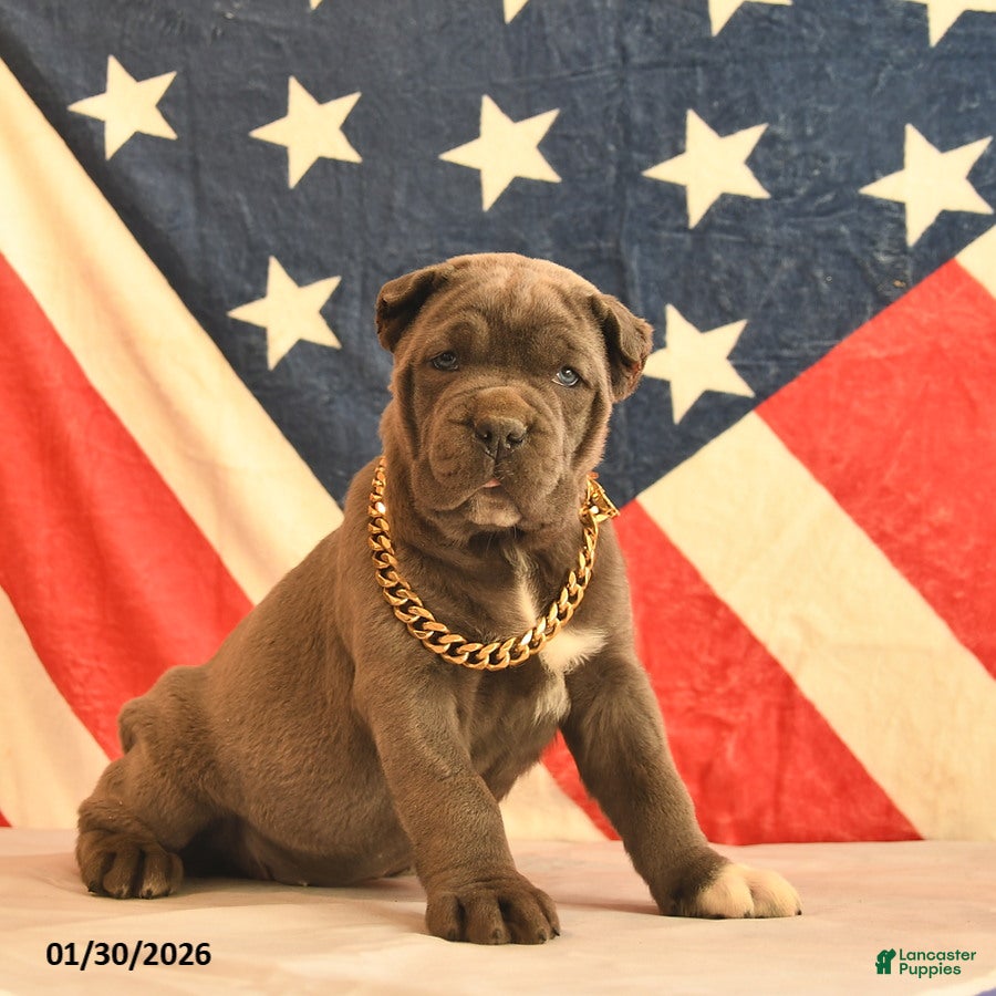 Cane Corso dogs Ivy  - Ad 8