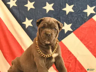 Cane Corso dogs Ivy - Ad 8
