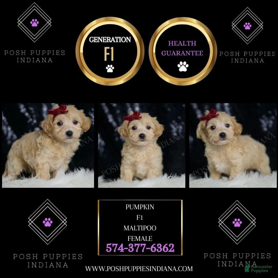 Maltipoo dogs for sale: Pumpkin - Ad 2