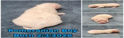 Pomeranian dogs for sale: Pomeranian Puppy Boy - Ad 1