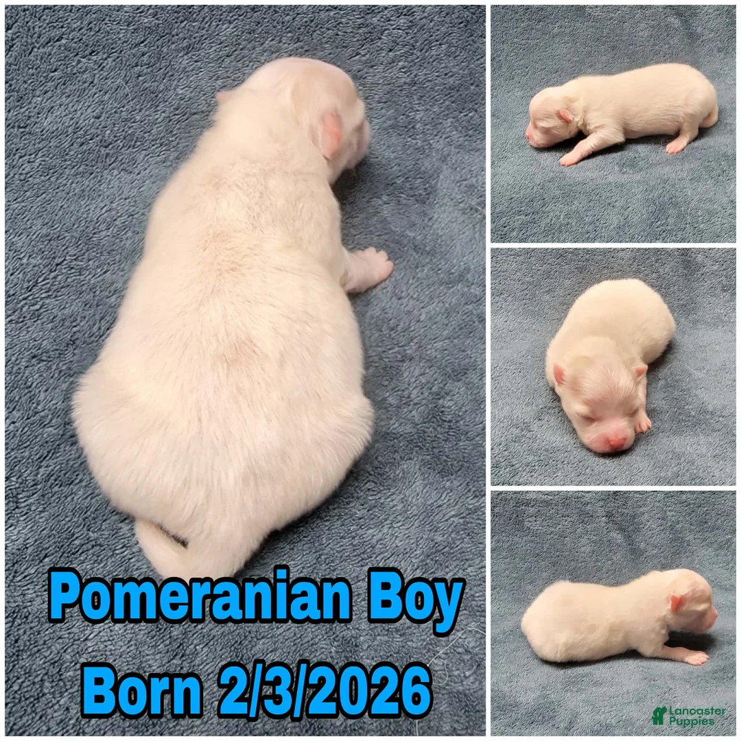 Pomeranian dogs for sale: Pomeranian Puppy Boy - Ad 1