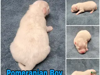 Pomeranian dogs Pomeranian Puppy Boy - Ad 14