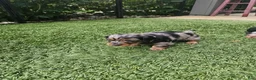 Miniature Dachshund dogs for sale: Miniature Dachshund 2 - Ad 7