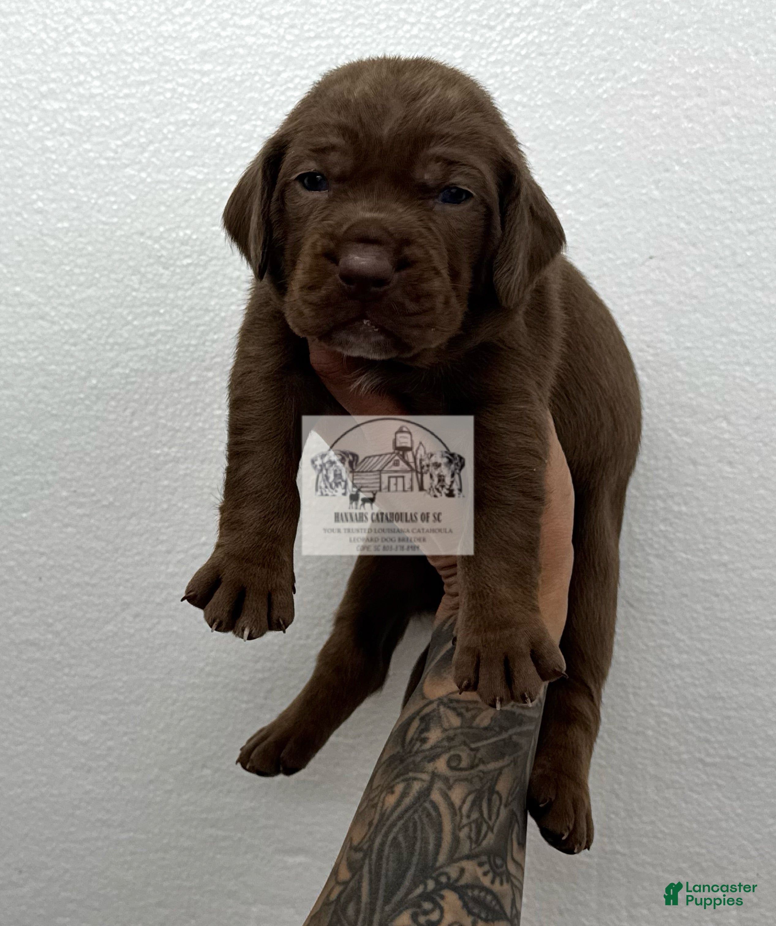 Catahoula Leopard Dog dogs Catahoula Leopard Dog Puppy 1 - Ad 1