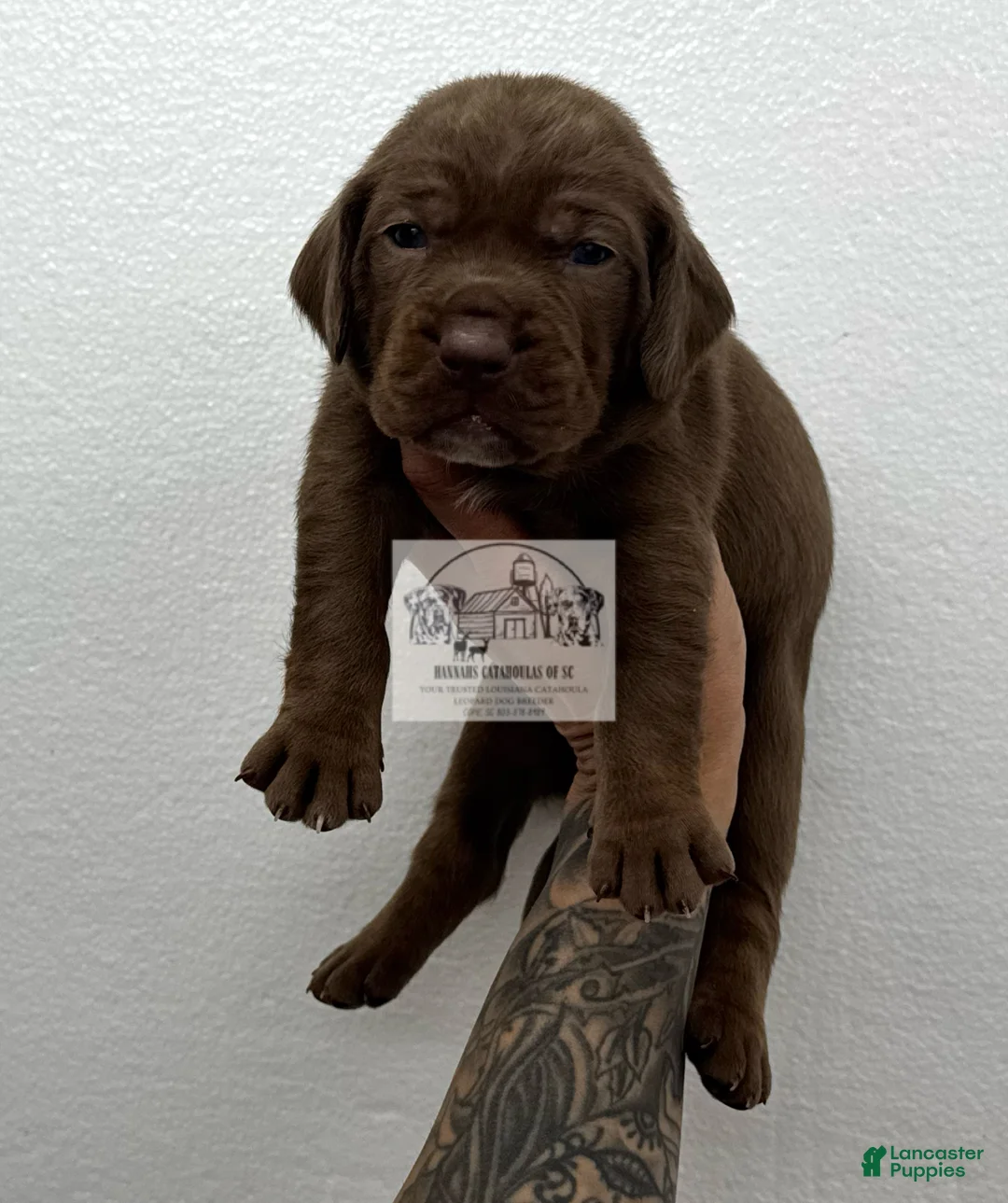 Catahoula Leopard Dog dogs for sale: Catahoula Leopard Dog Puppy 1 - Ad 1