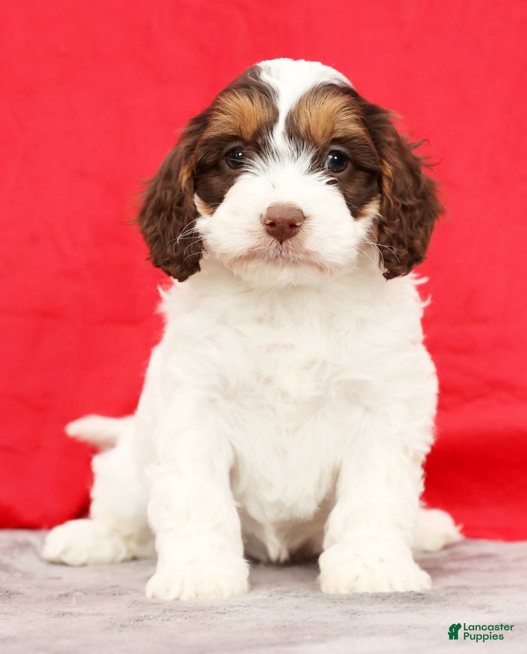 Cavapoo dogs for sale: Dania - Ad 5