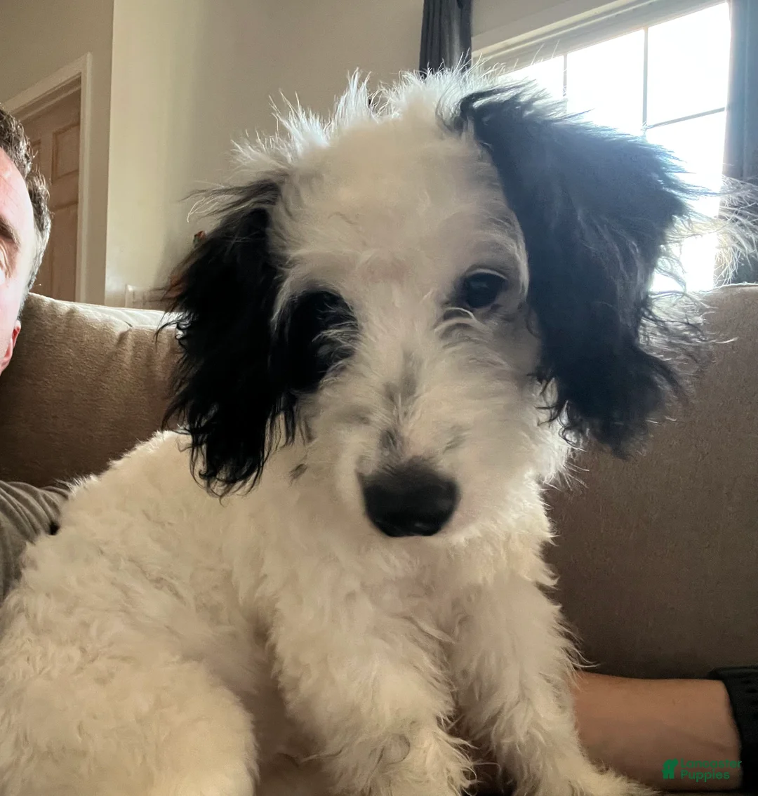 Bernedoodle dogs for sale: Bernedoodle Puppy 1 - Ad 4