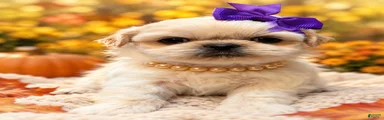 Suki 