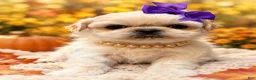 Shih Tzu dogs for sale: Suki  - Ad 1