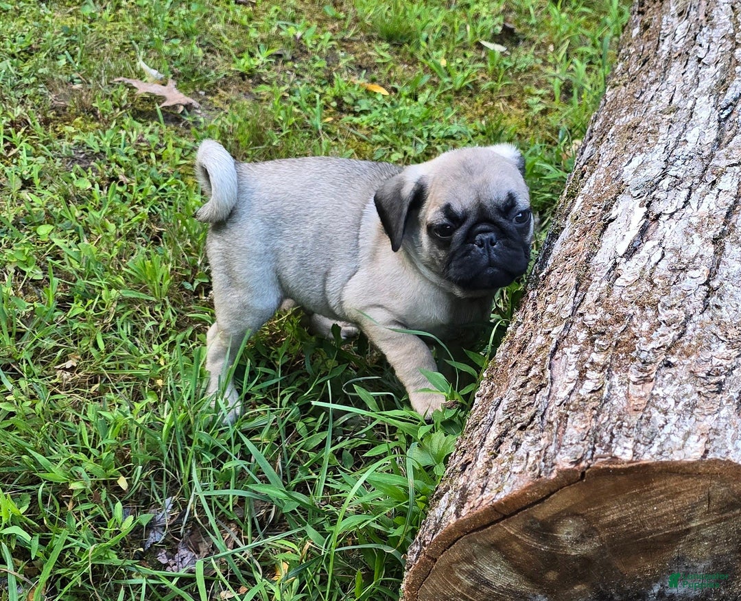 Pug dogs for sale: Dwight - Ad 9