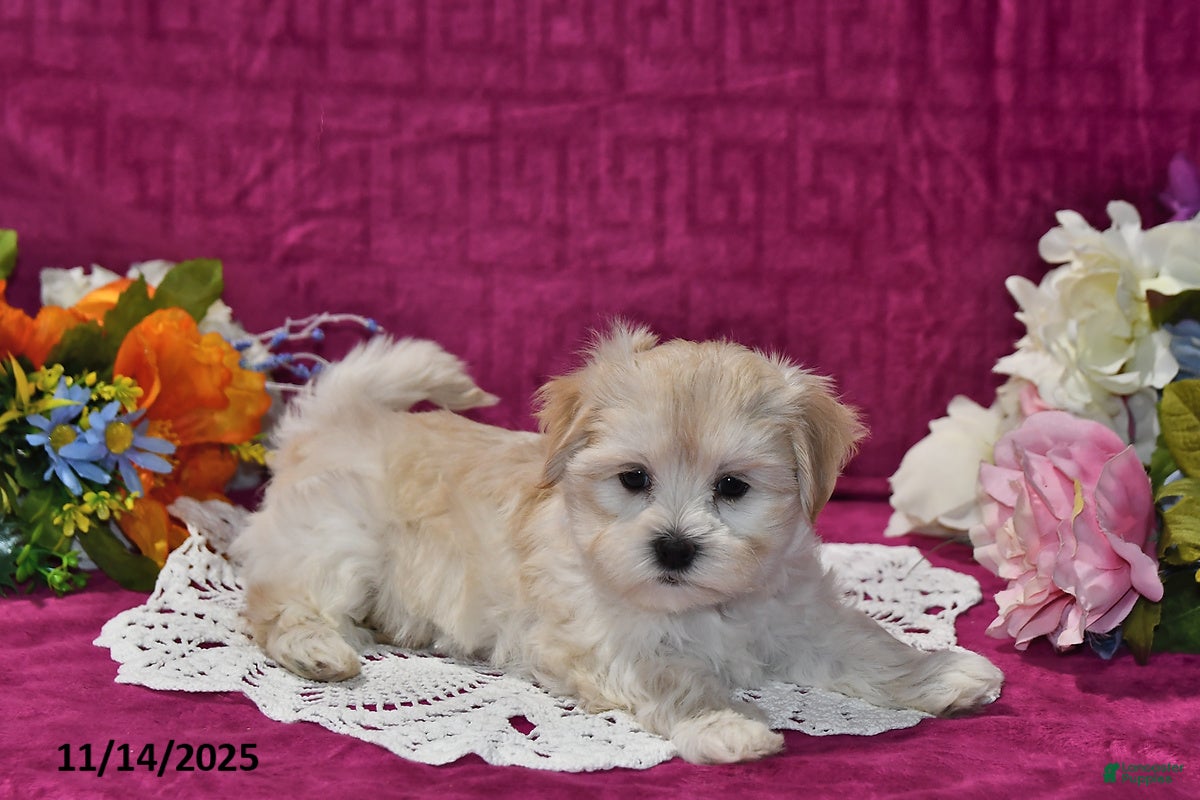 Maltipoo dogs Lily - Ad 2