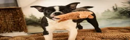 Boston Terrier dogs for sale: Howie - Ad 3