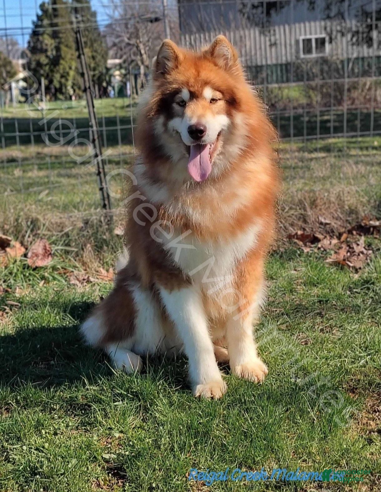 Alaskan Malamute dogs Alaskan malamute male for stud service  - Ad 2