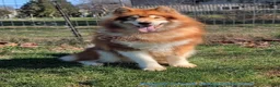 Alaskan Malamute dogs for stud: Alaskan malamute male for stud service  - Ad 2