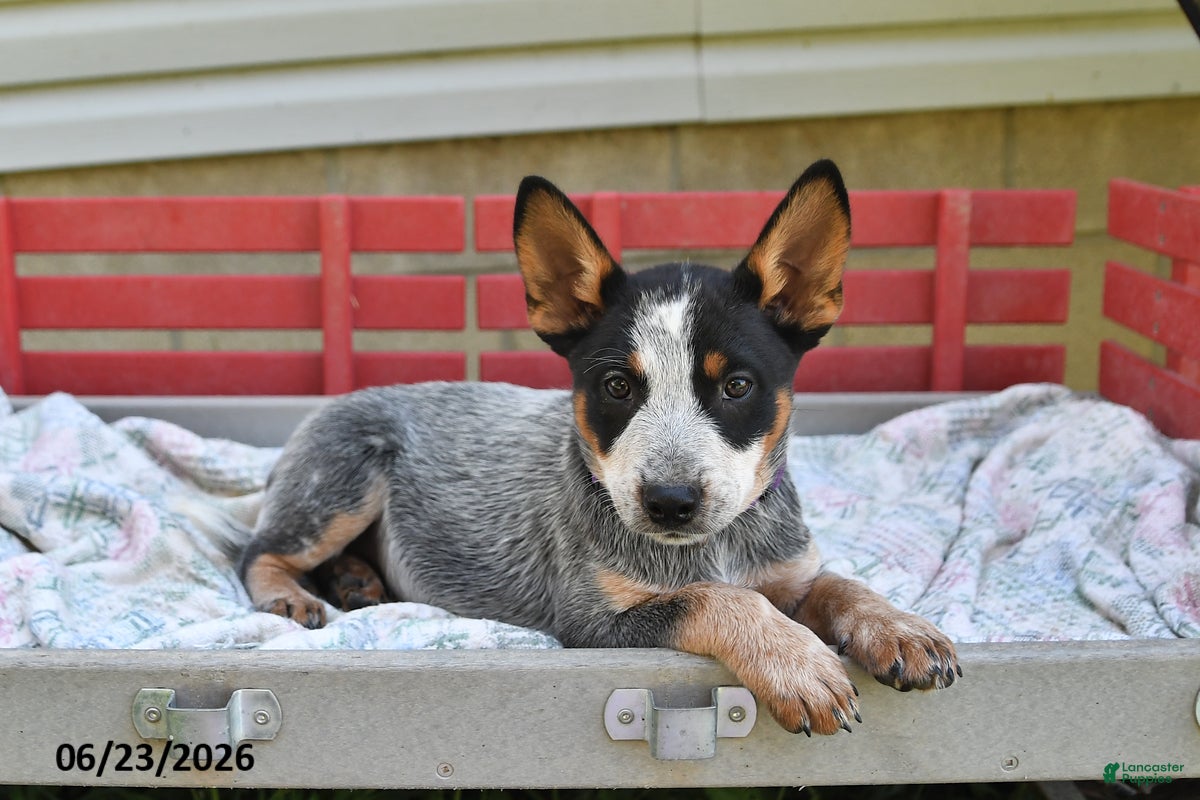 Australian Cattle Dog dogs Sadie - Ad 1