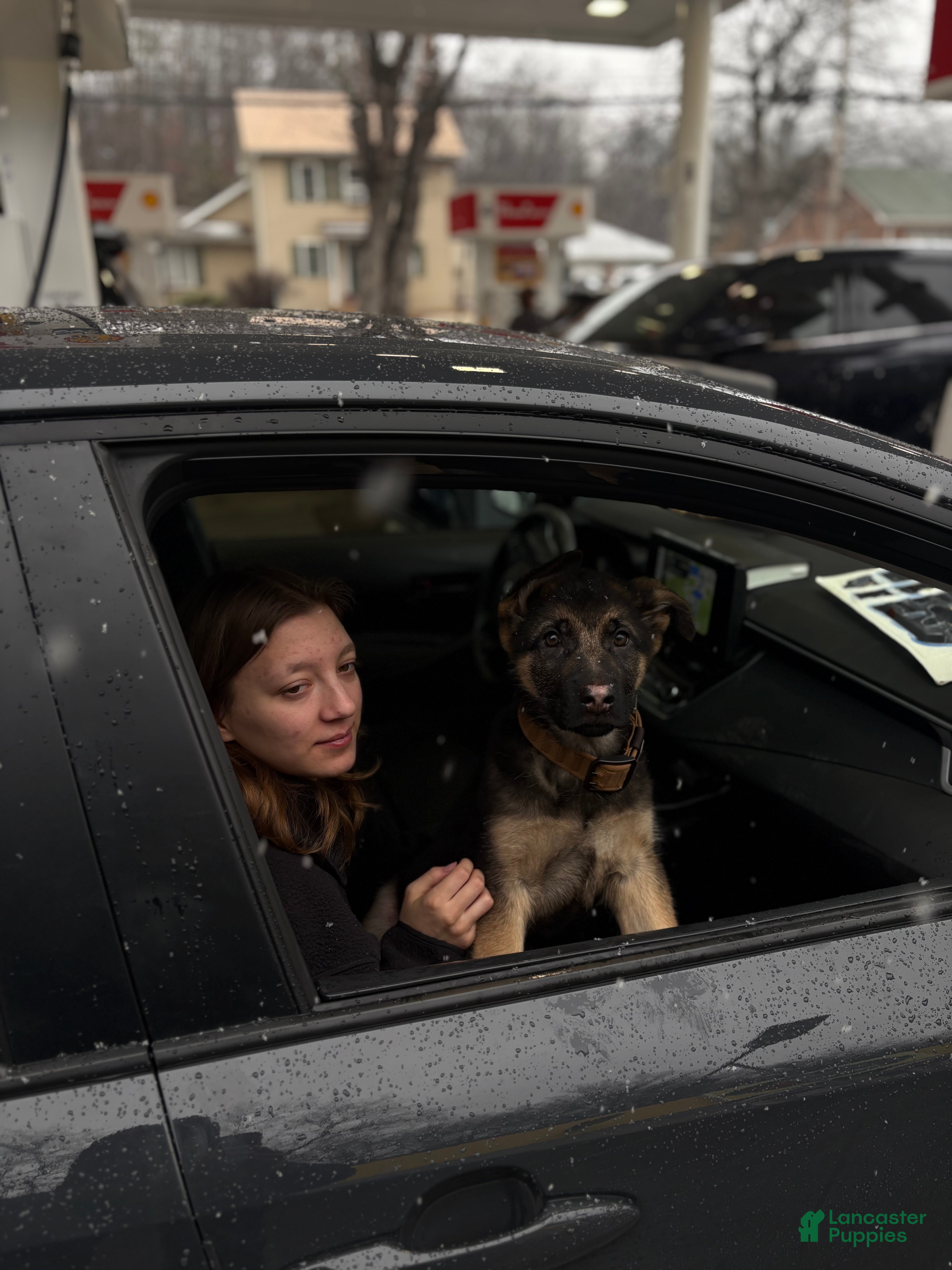 German Shepherd dogs German Shepherd Puppy 1 - Ad 1