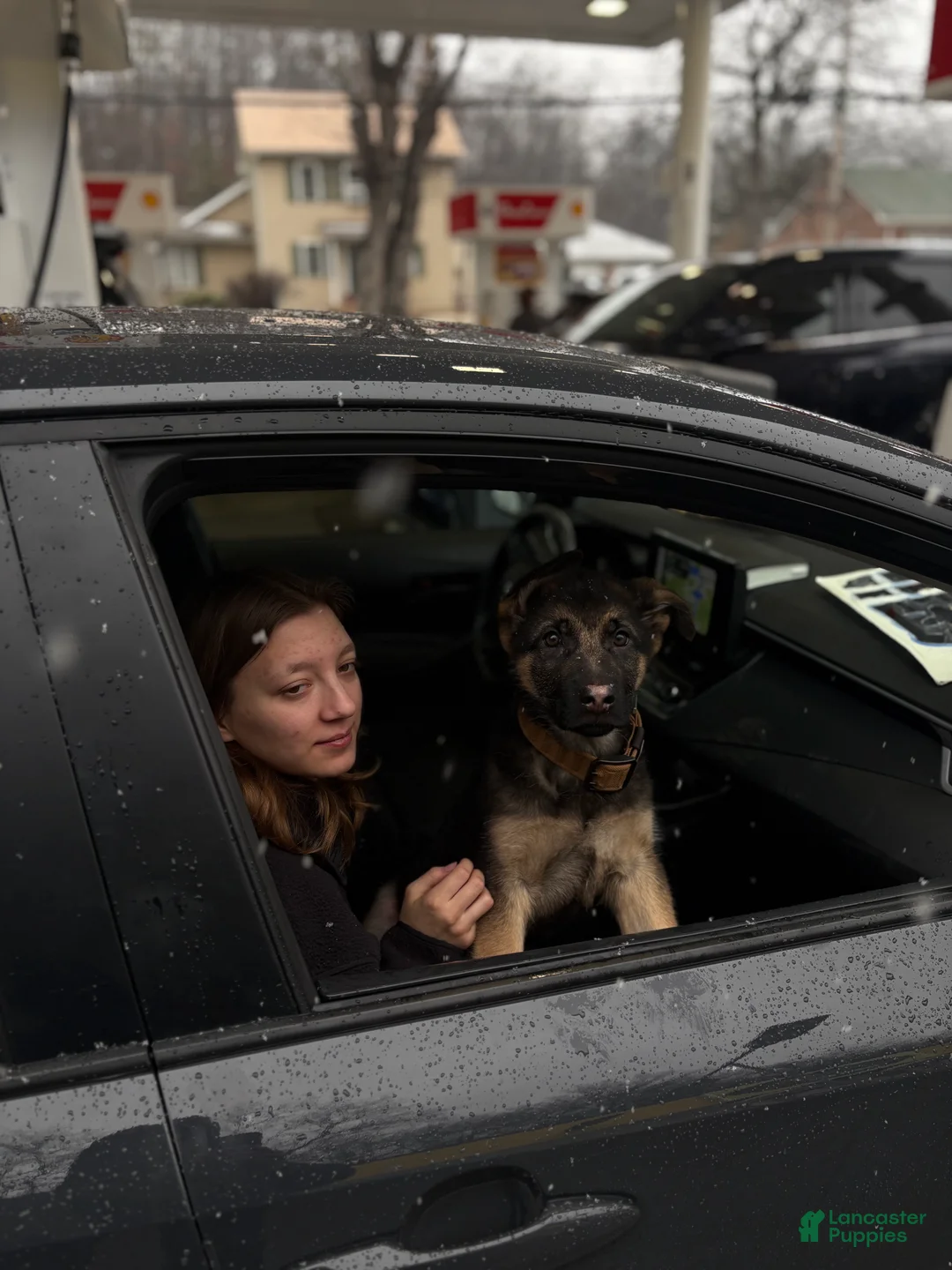 German Shepherd dogs for sale: German Shepherd Puppy 1 - Ad 1