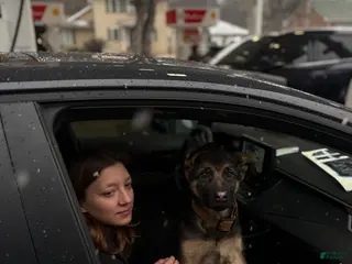 German Shepherd dogs German Shepherd Puppy 1 - Ad 26