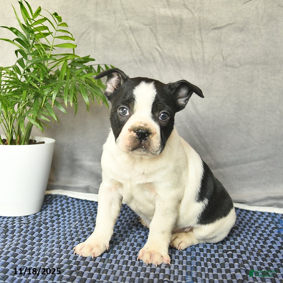 Boston Terrier dogs Prince   - Ad 12