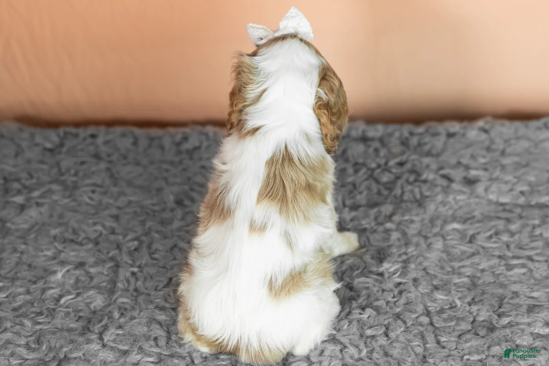 Cocker Spaniel dogs for sale: Grace - Ad 6