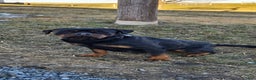 Rottweiler dogs for sale: Oxanna - Ad 5