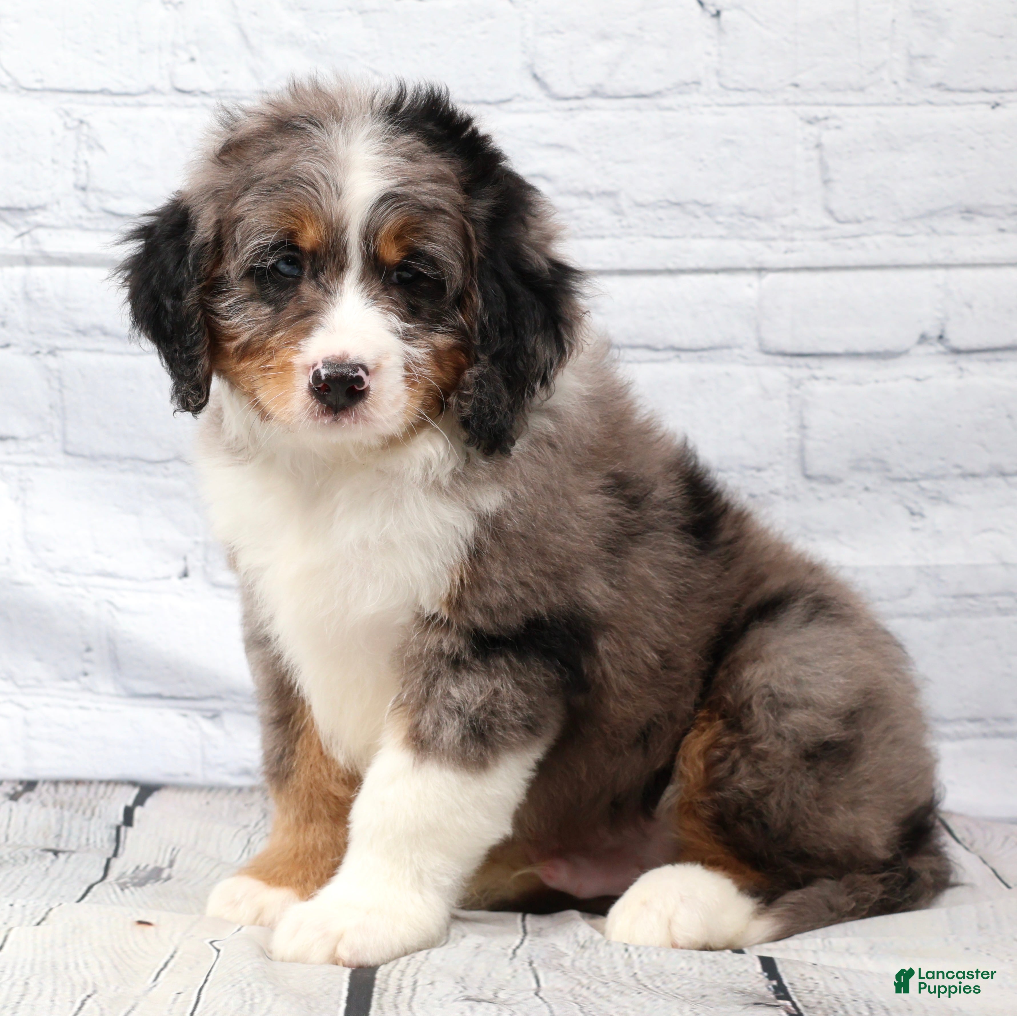 Mini Bernedoodle dogs Felix  - Ad 1