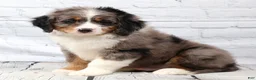 Mini Bernedoodle dogs for sale: Felix  - Ad 5