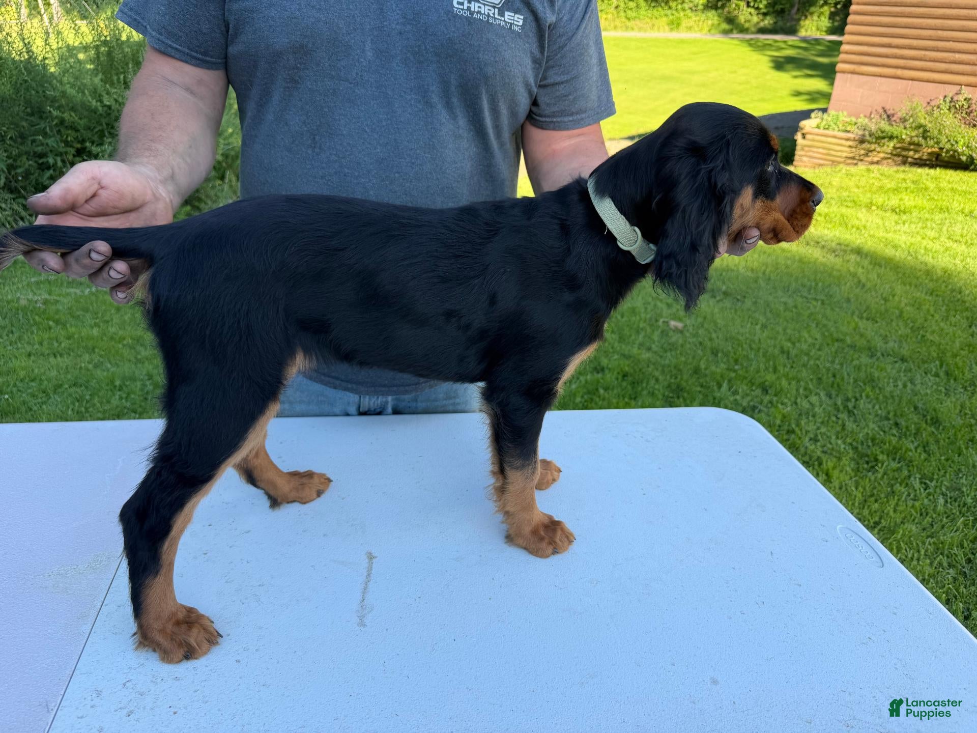 Gordon Setter dogs Teal Girl - Ad 1