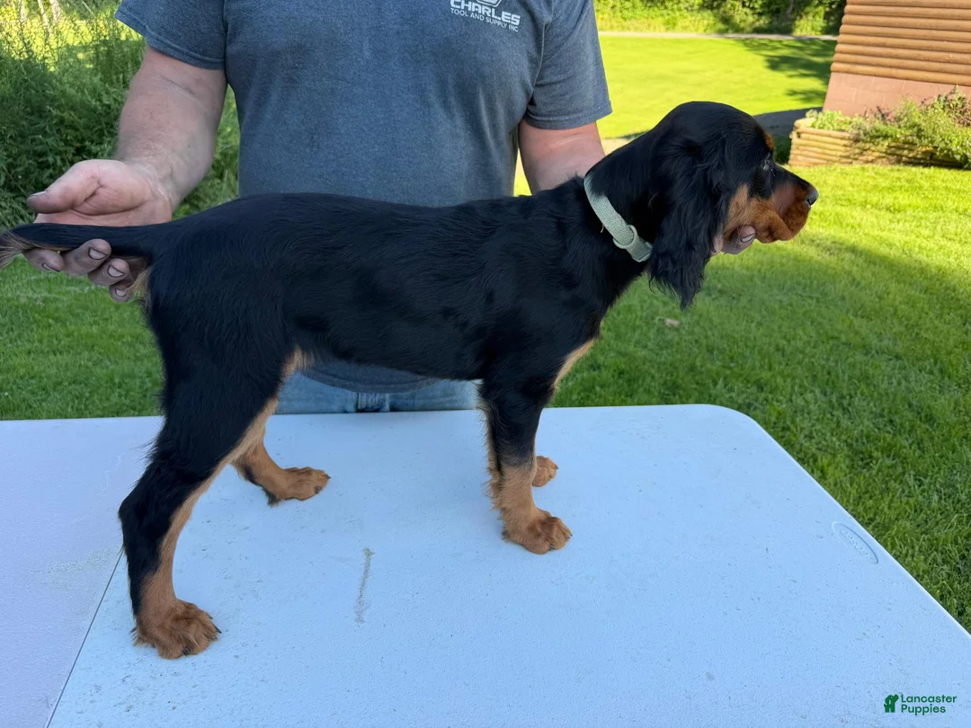 Gordon Setter dogs for sale: Teal Girl - Ad 1