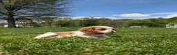Cavalier King Charles Spaniel dogs for sale: Konnie  - Ad 11