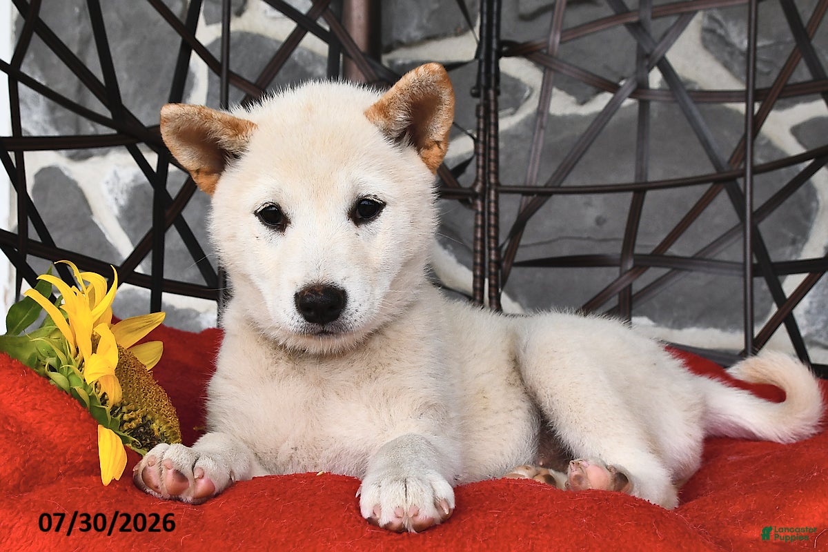 Shiba Inu dogs Oakley - Ad 2