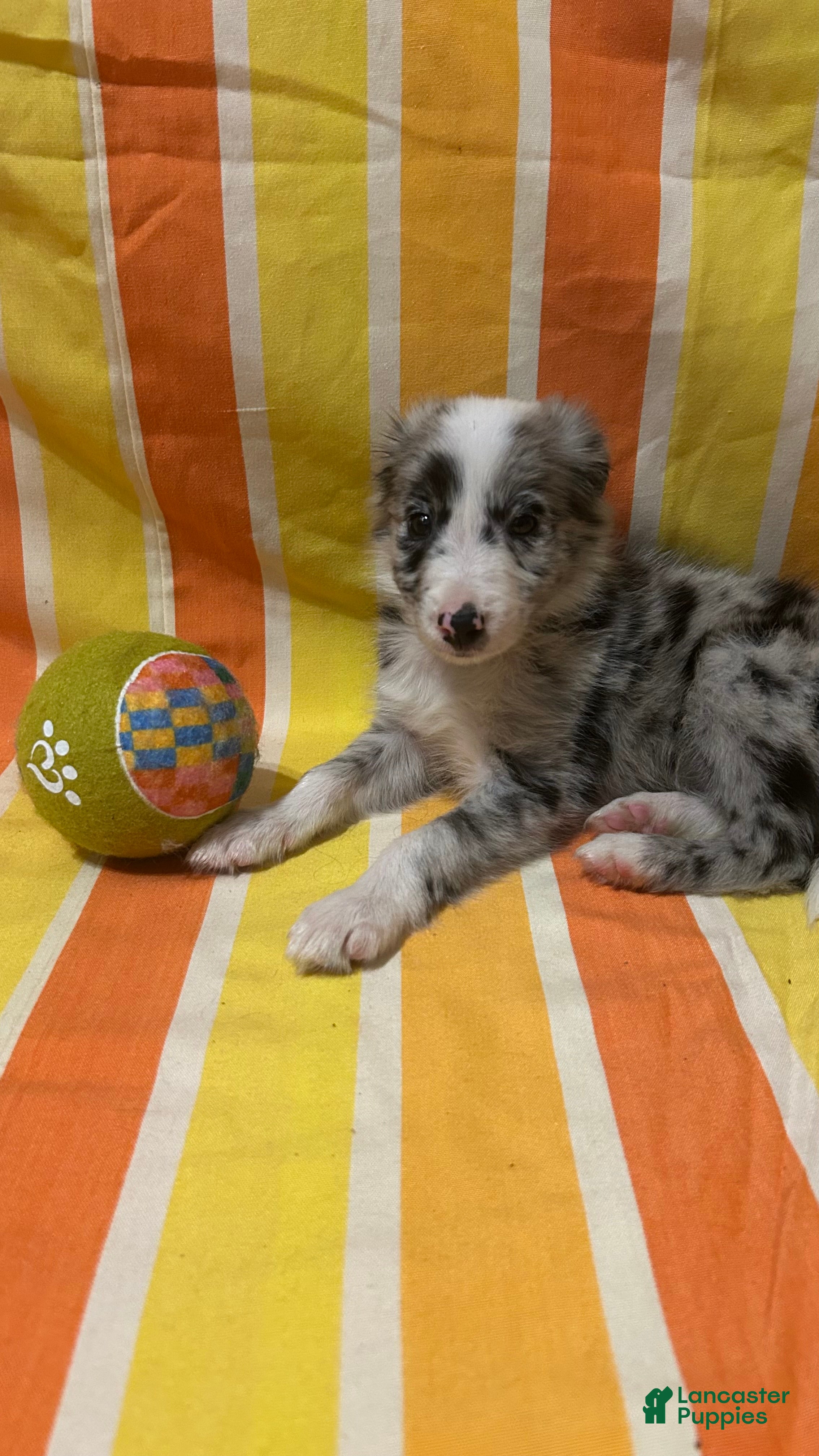 Border Collie dogs Guy Penrod - Ad 1
