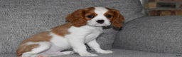 Cavalier King Charles Spaniel dogs for sale: Mack - Ad 5