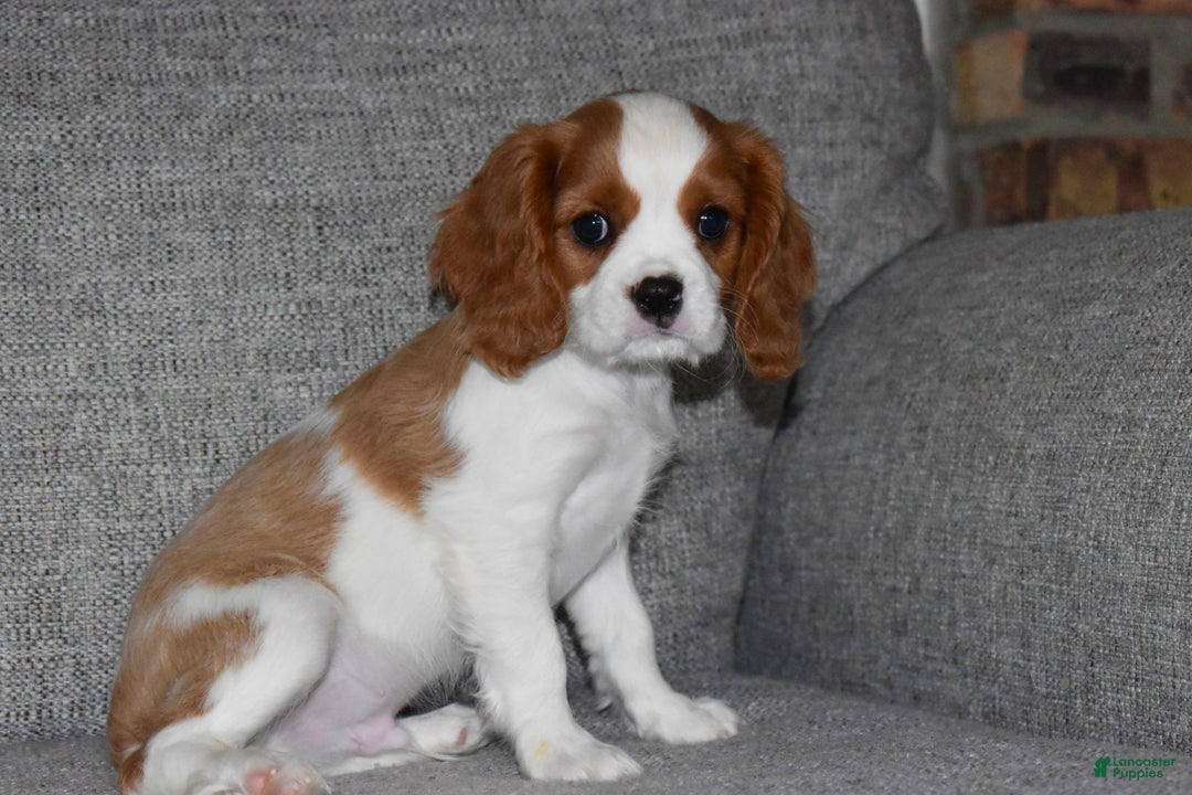 Cavalier King Charles Spaniel dogs for sale: Mack - Ad 5