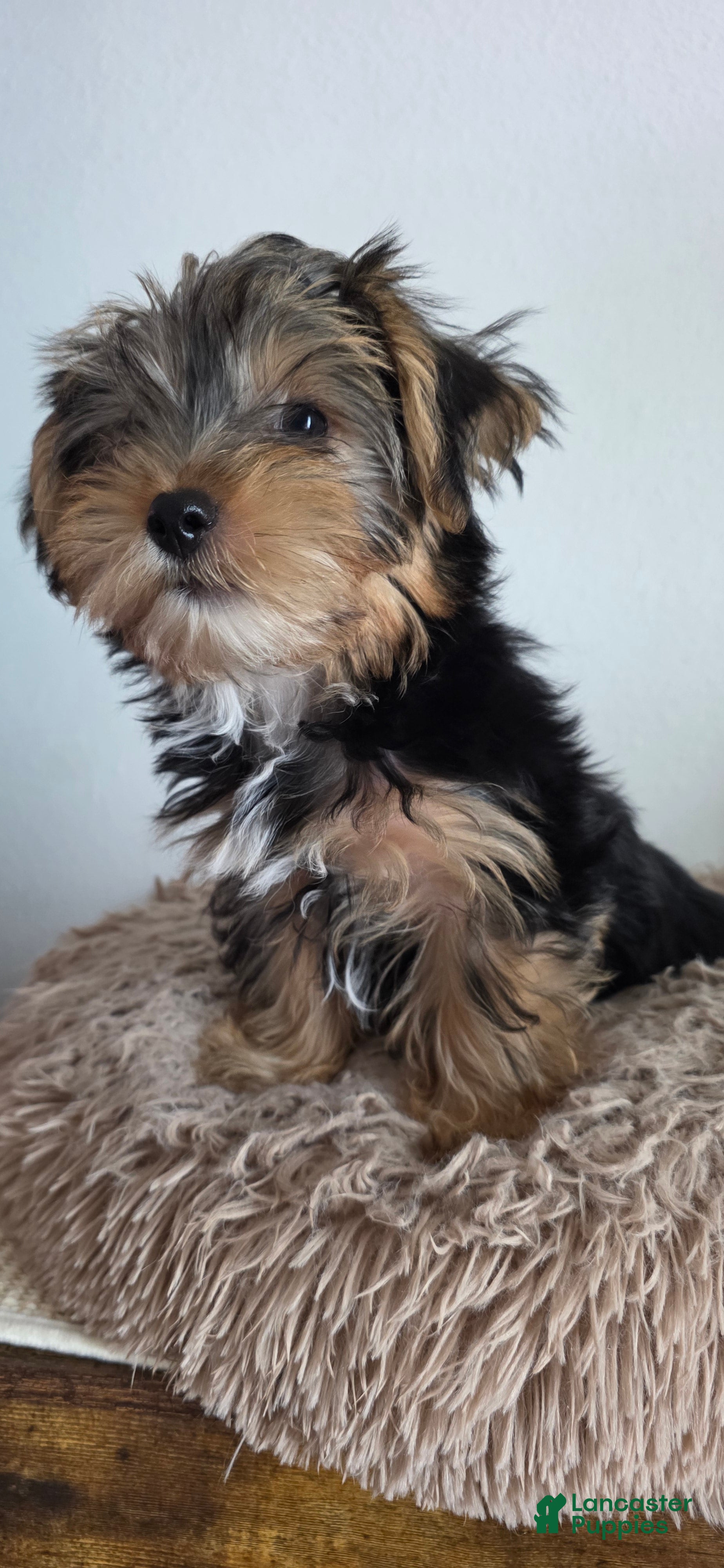 Yorkshire Terrier dogs Pauly - Ad 2