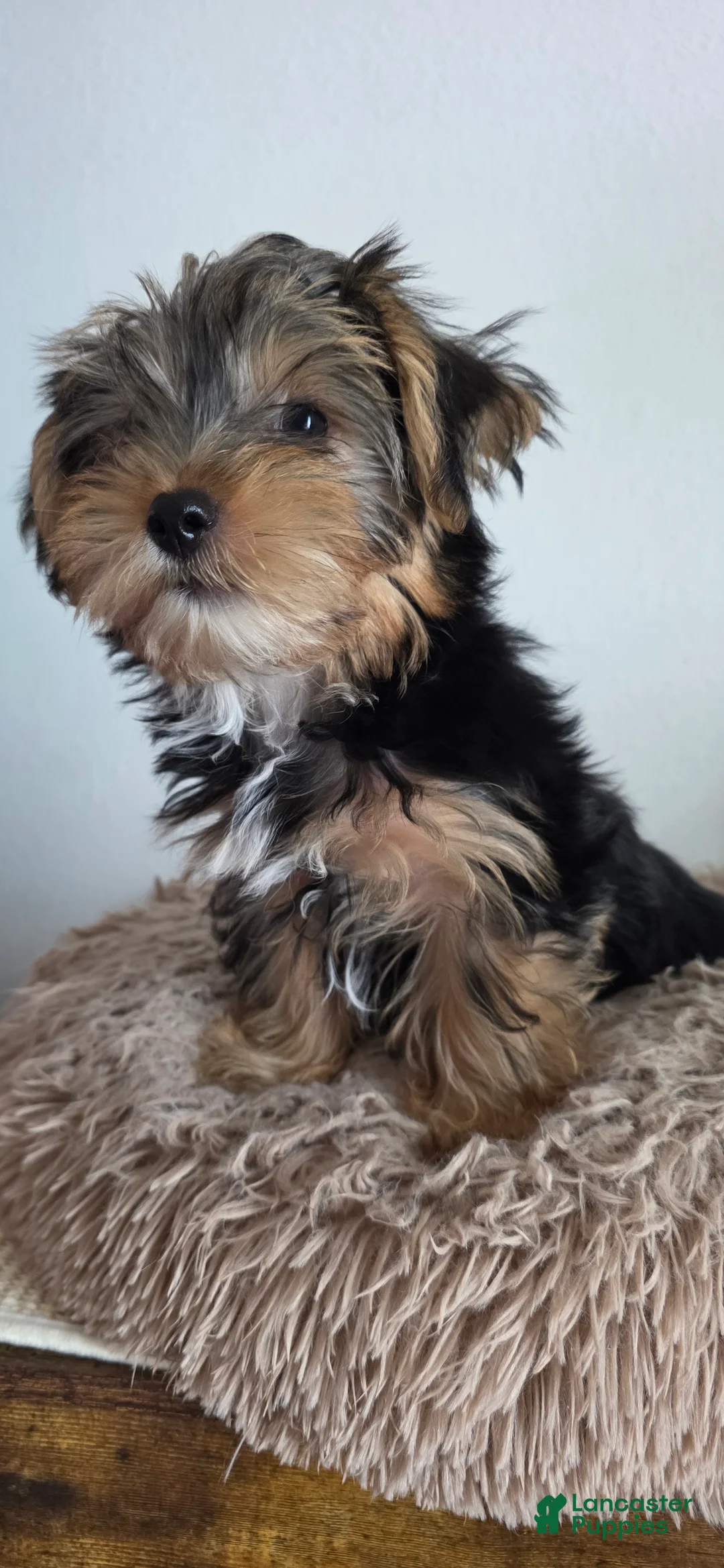Yorkshire Terrier dogs for sale: Pauly - Ad 2