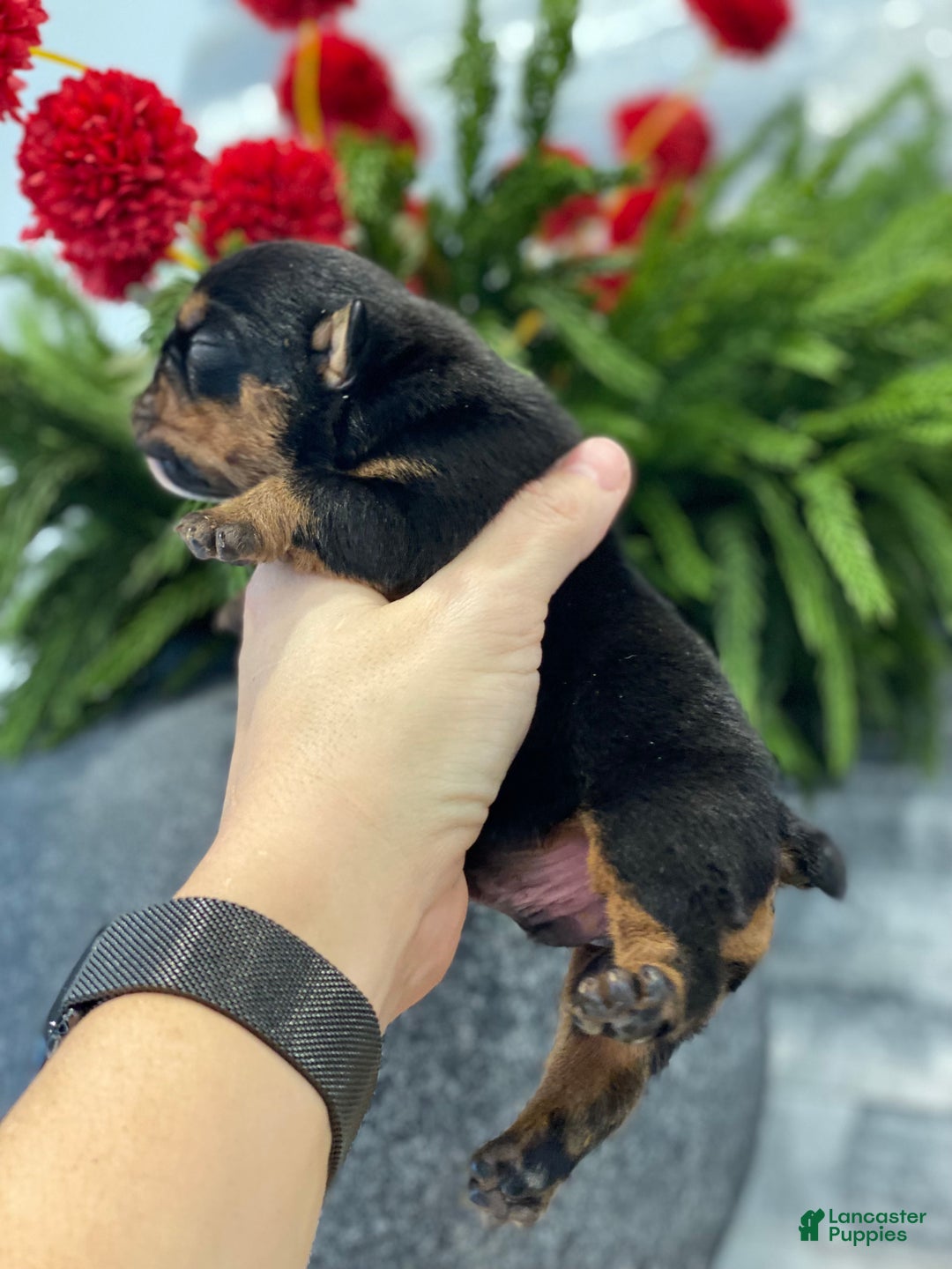 English Bulldog dogs for sale: Cuddles - Ad 2