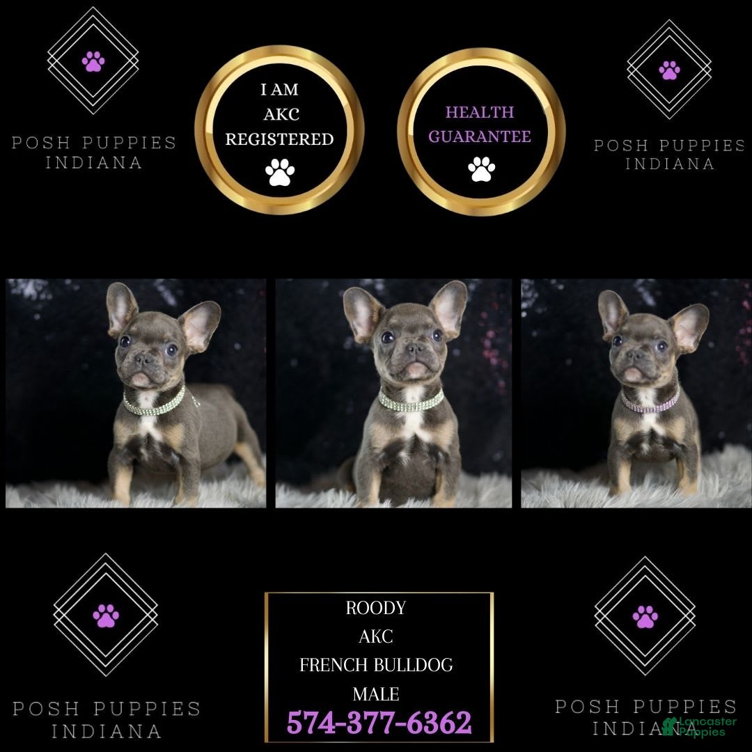 French Bulldog dogs for sale: Roody - Ad 2