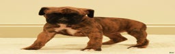 Boxer dogs for sale: Bessi - Ad 2