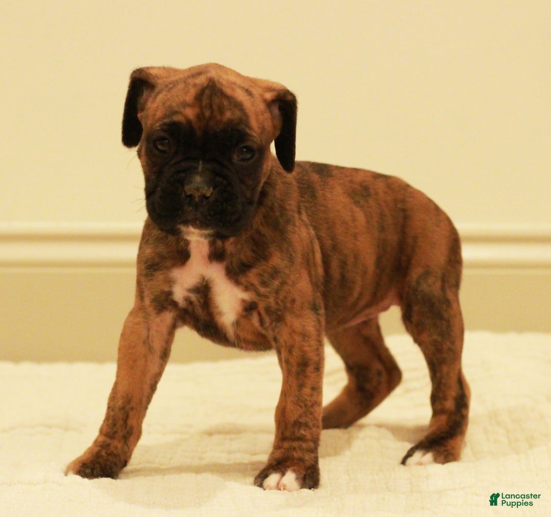 Boxer dogs for sale: Bessi - Ad 2